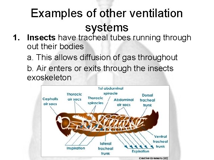 Examples of other ventilation systems 1. Insects have tracheal tubes running through out their