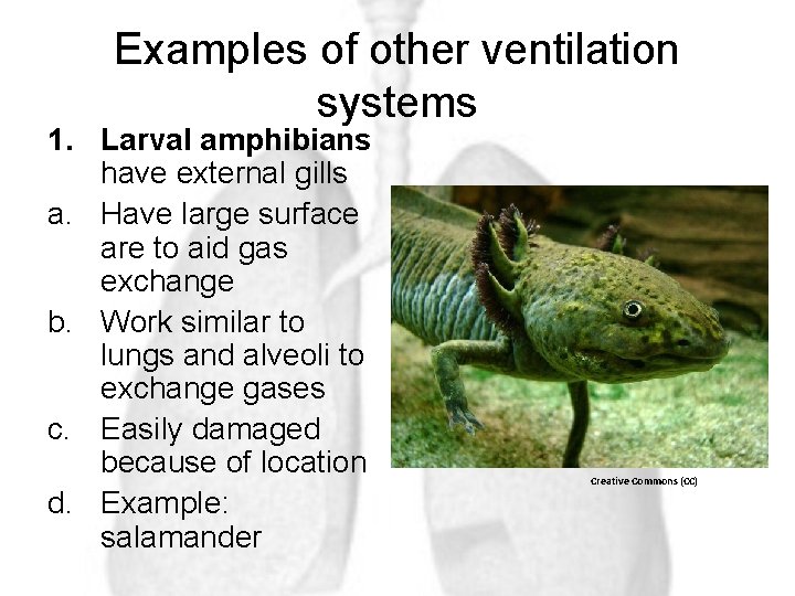 Examples of other ventilation systems 1. Larval amphibians have external gills a. Have large