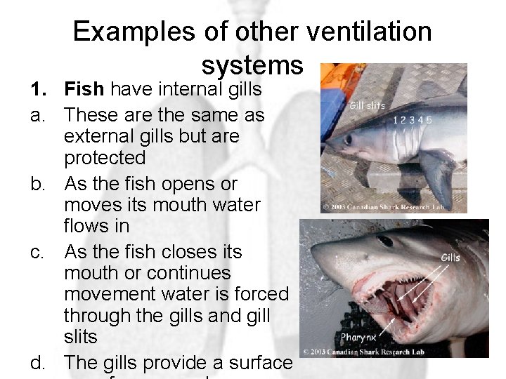 Examples of other ventilation systems 1. Fish have internal gills a. These are the