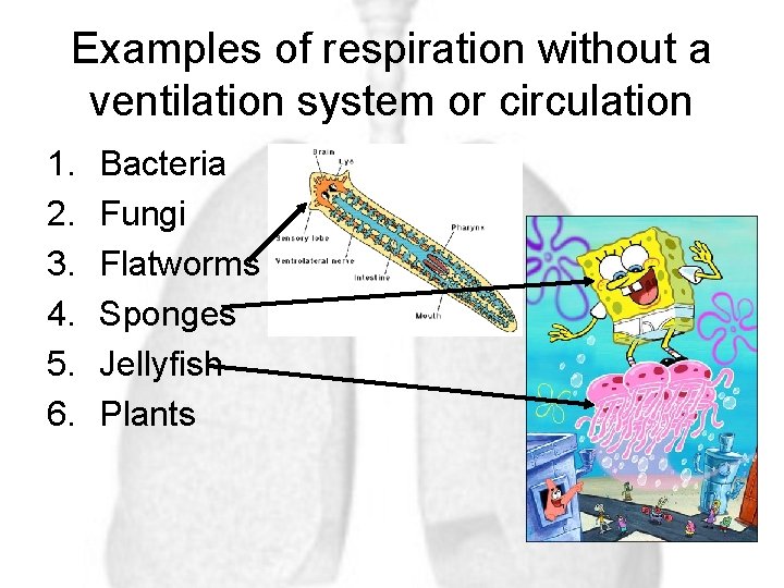 Examples of respiration without a ventilation system or circulation 1. 2. 3. 4. 5.