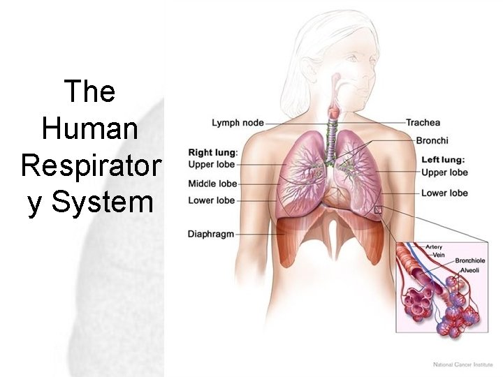 The Human Respirator y System 