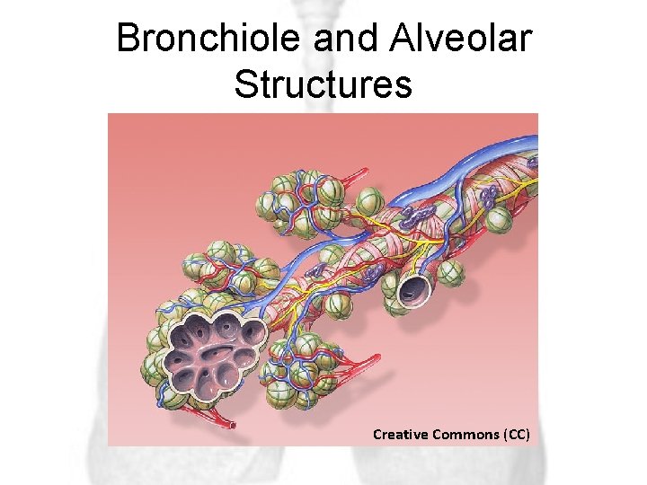 Bronchiole and Alveolar Structures Creative Commons (CC) 