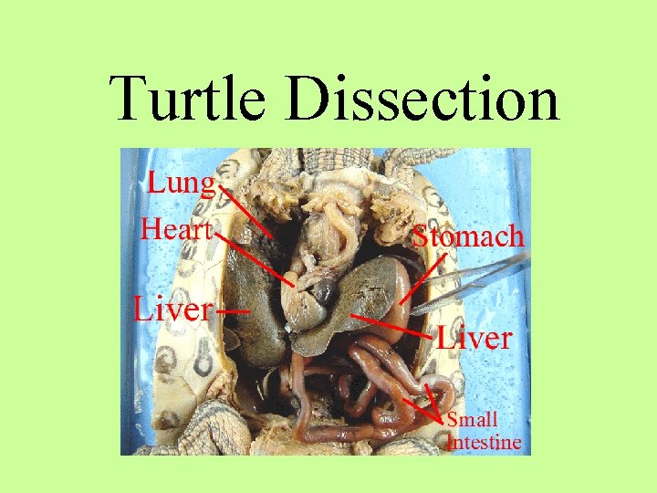 Turtle Dissection 