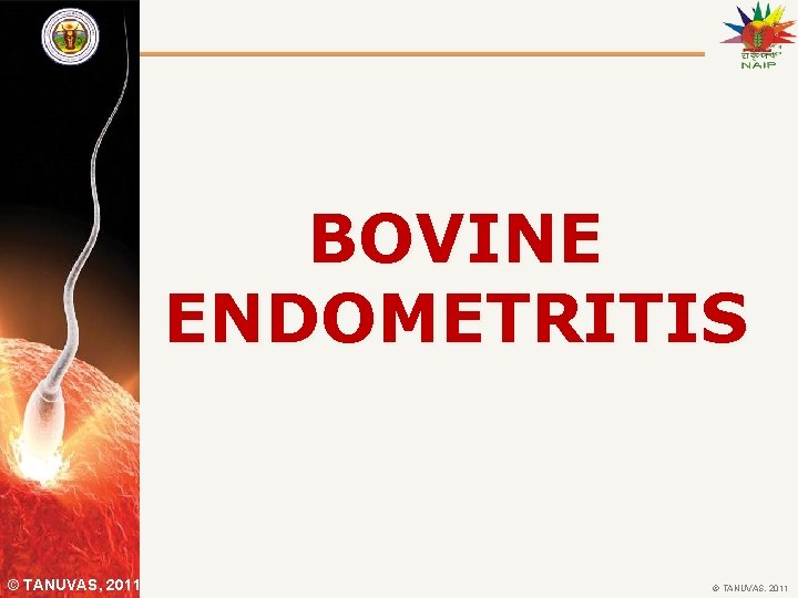 BOVINE ENDOMETRITIS © TANUVAS, 2011 