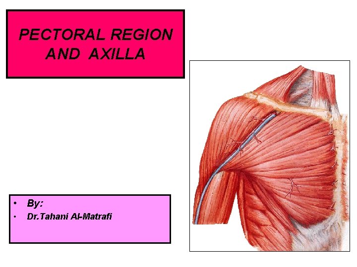 PECTORAL REGION AND AXILLA • By: • Dr. Tahani Al-Matrafi 