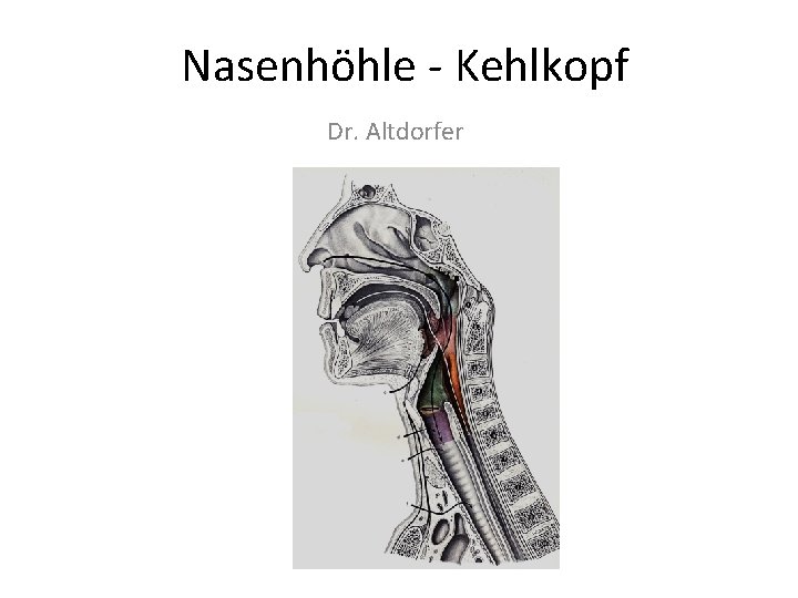 Nasenhöhle - Kehlkopf Dr. Altdorfer 