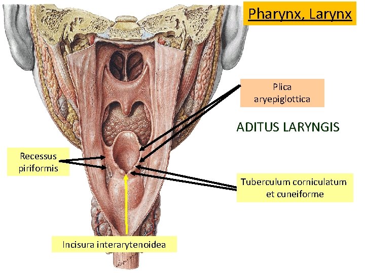 Pharynx, Larynx Plica aryepiglottica ADITUS LARYNGIS Recessus piriformis Tuberculum corniculatum et cuneiforme Incisura interarytenoidea