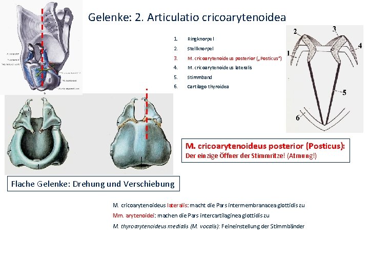Gelenke: 2. Articulatio cricoarytenoidea Sobotta 1. Ringknorpel 2. Stellknorpel 3. M. cricoarytenoideus posterior („Posticus”)