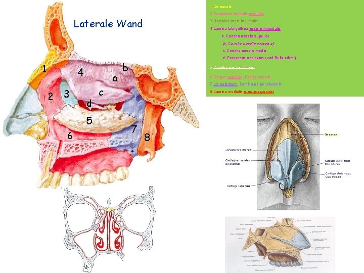 1 Os nasale 2 Processus frontalis maxillae Laterale Wand 3 Hamulus ossis lacrimalis 4