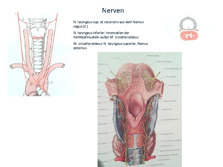 Nerven N. laryngeus sup. et recurrens aus dem Nervus vagus (X. ) N. laryngeus