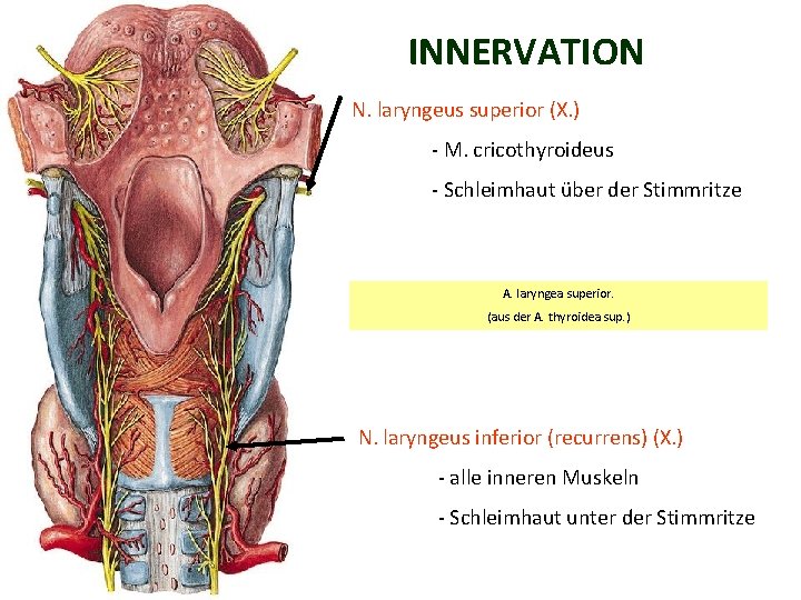 INNERVATION N. laryngeus superior (X. ) - M. cricothyroideus - Schleimhaut über der Stimmritze
