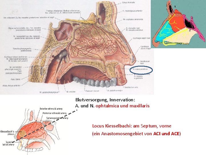 Blutversorgung, Innervation: A. und N. ophtalmica und maxillaris Locus Kiesselbachi: am Septum, vorne (ein