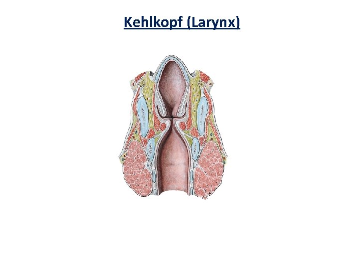 Kehlkopf (Larynx) 