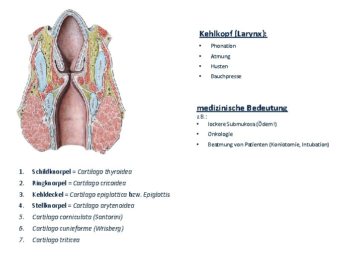 Kehlkopf (Larynx): • Phonation • Atmung • Husten • Bauchpresse medizinische Bedeutung z. B.
