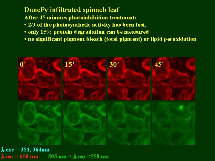 Dane. Py infiltrated spinach leaf After 45 minutes photoinhibition treatment: • 2/3 of the