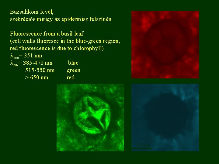 Bazsalikom levél, szekréciós mirigy az epidermisz felszínén Fluorescence from a basil leaf (cell walls