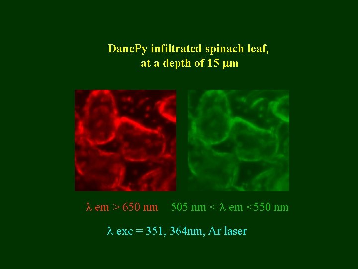 Dane. Py infiltrated spinach leaf, at a depth of 15 m em > 650