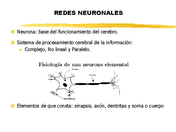 REDES NEURONALES z Neurona: base del funcionamiento del cerebro. z Sistema de procesamiento cerebral