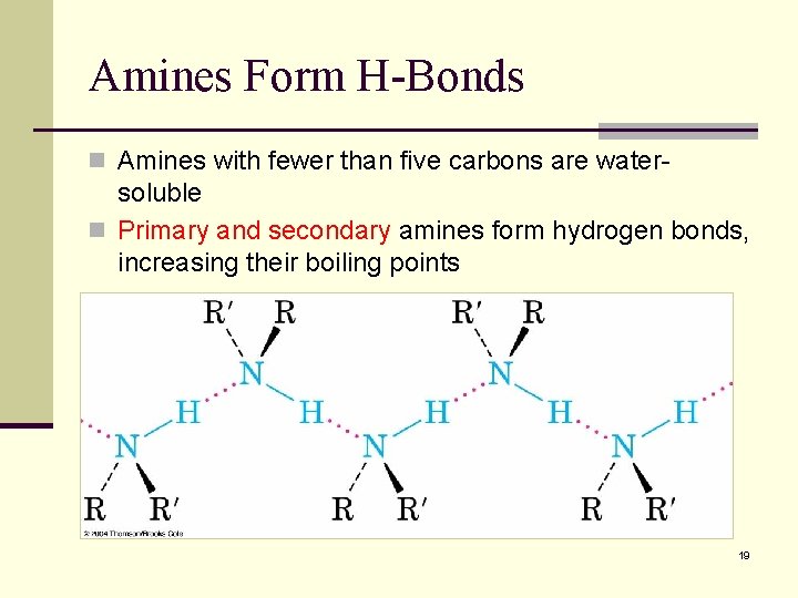 Amines Form H-Bonds n Amines with fewer than five carbons are water- soluble n