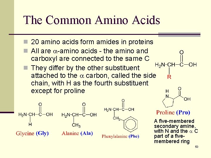 The Common Amino Acids n 20 amino acids form amides in proteins n All