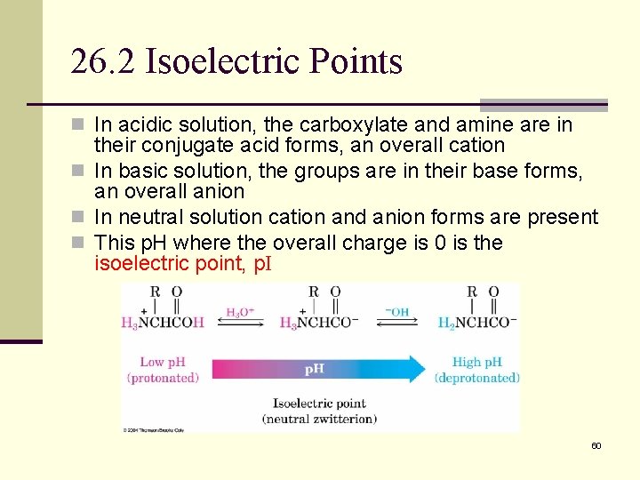 26. 2 Isoelectric Points n In acidic solution, the carboxylate and amine are in