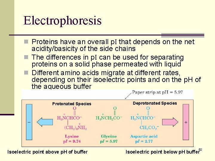 Electrophoresis n Proteins have an overall p. I that depends on the net acidity/basicity