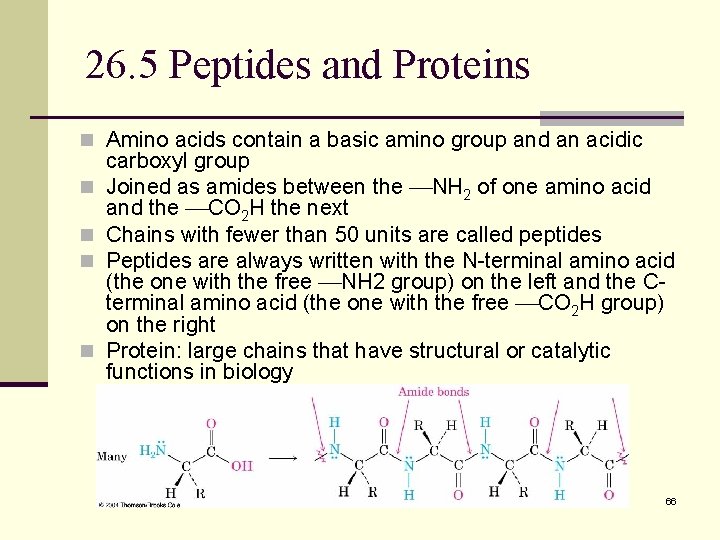 26. 5 Peptides and Proteins n Amino acids contain a basic amino group and