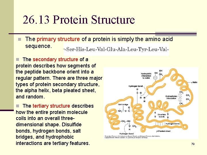 26. 13 Protein Structure n The primary structure of a protein is simply the