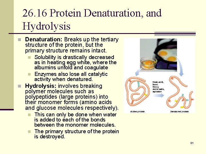 26. 16 Protein Denaturation, and Hydrolysis n Denaturation: Breaks up the tertiary structure of