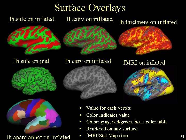 Surface Overlays lh. sulc on inflated lh. curv on inflated lh. sulc on pial