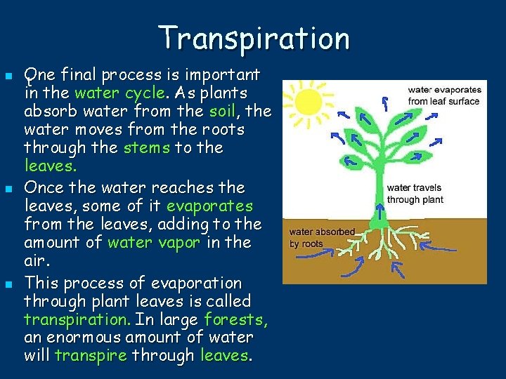 Transpiration n One final process is important t in the water cycle. As plants