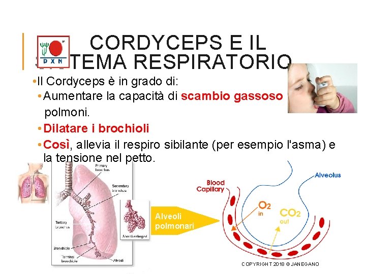 CORDYCEPS E IL SISTEMA RESPIRATORIO • Il Cordyceps è in grado di: • Aumentare