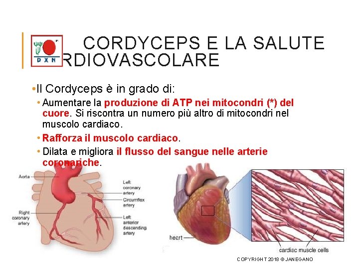 CORDYCEPS E LA SALUTE CARDIOVASCOLARE • Il Cordyceps è in grado di: • Aumentare