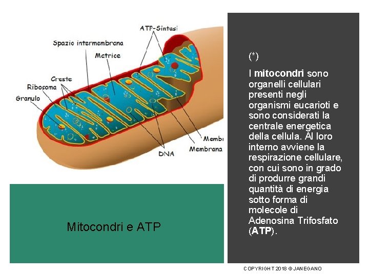 (*) Mitocondri e ATP I mitocondri sono organelli cellulari presenti negli organismi eucarioti e