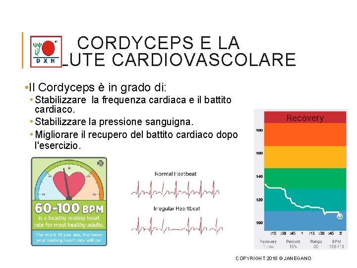 CORDYCEPS E LA SALUTE CARDIOVASCOLARE • Il Cordyceps è in grado di: • Stabilizzare