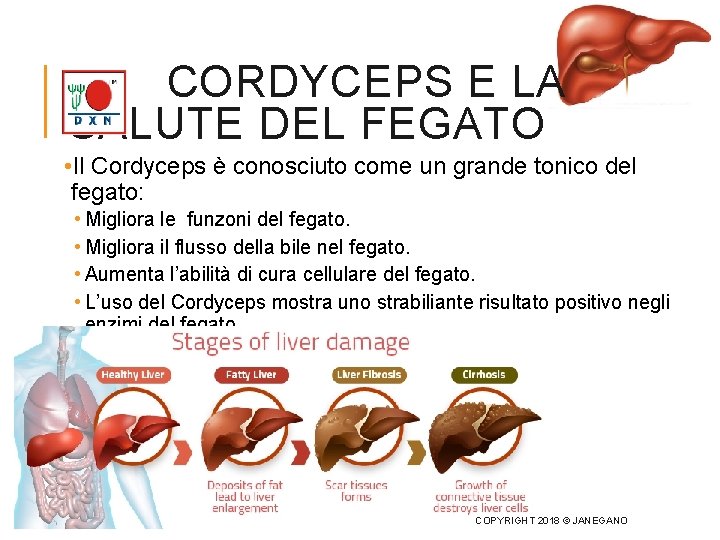 CORDYCEPS E LA SALUTE DEL FEGATO • Il Cordyceps è conosciuto come un grande