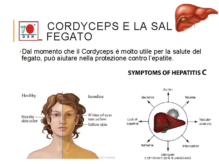 CORDYCEPS E LA SALUTE DEL FEGATO • Dal momento che il Cordyceps è molto