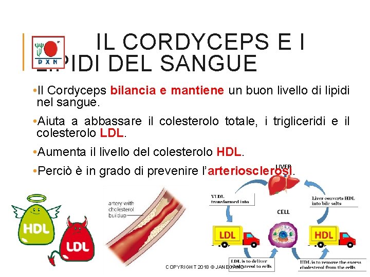 IL CORDYCEPS E I LIPIDI DEL SANGUE • Il Cordyceps bilancia e mantiene un