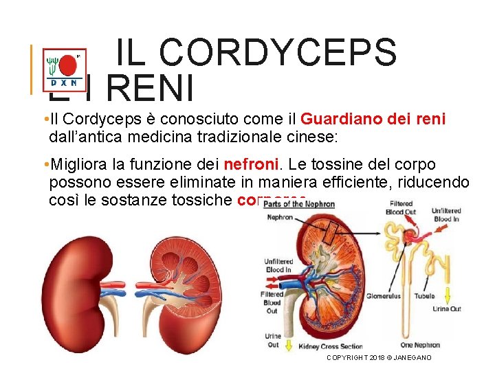 IL CORDYCEPS E I RENI • Il Cordyceps è conosciuto come il Guardiano dei