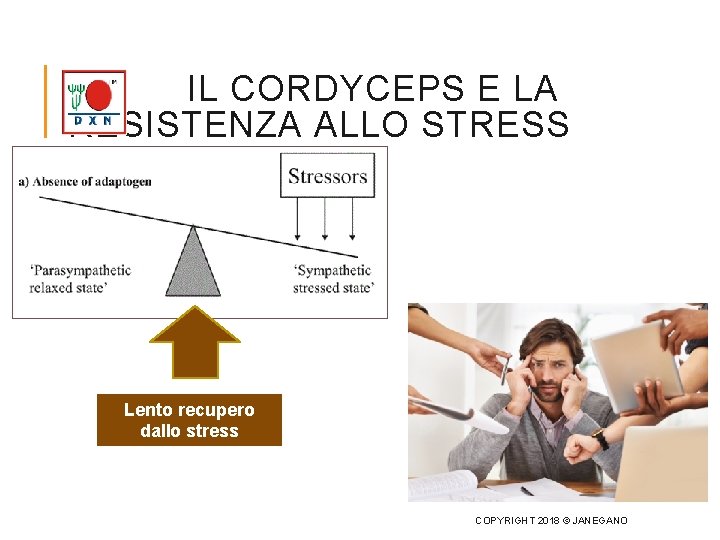 IL CORDYCEPS E LA RESISTENZA ALLO STRESS Lento recupero dallo stress COPYRIGHT 2018 ©