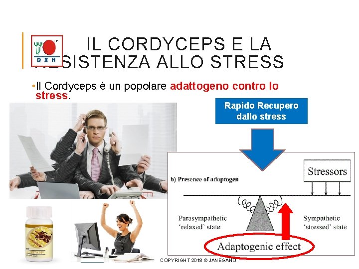 IL CORDYCEPS E LA RESISTENZA ALLO STRESS • Il Cordyceps è un popolare adattogeno