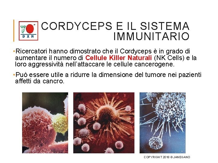 IL CORDYCEPS E IL SISTEMA IMMUNITARIO • Ricercatori hanno dimostrato che il Cordyceps è