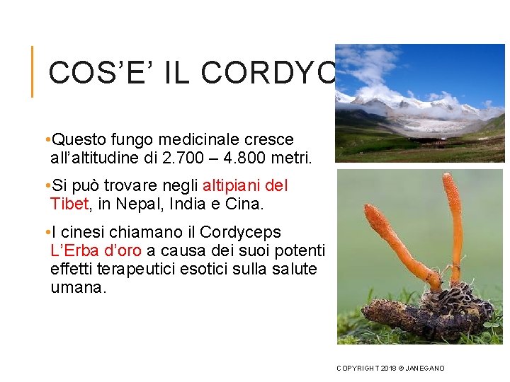 COS’E’ IL CORDYCEPS? • Questo fungo medicinale cresce all’altitudine di 2. 700 – 4.