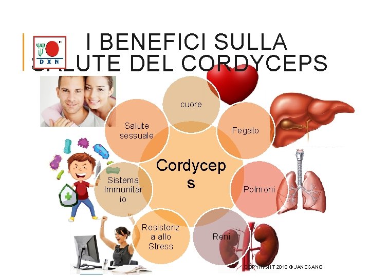 I BENEFICI SULLA SALUTE DEL CORDYCEPS cuore Salute sessuale Sistema Immunitar io Fegato Cordycep