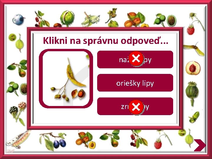 Klikni na správnu odpoveď. . . nažky lipy oriešky lipy zrná lipy 