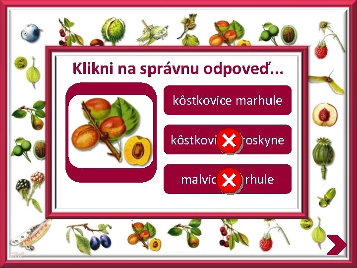 Klikni na správnu odpoveď. . . kôstkovice marhule kôstkovice broskyne malvice marhule 