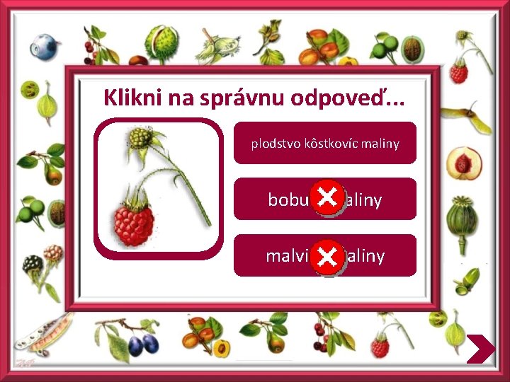 Klikni na správnu odpoveď. . . plodstvo kôstkovíc maliny bobuľa maliny malvica maliny 