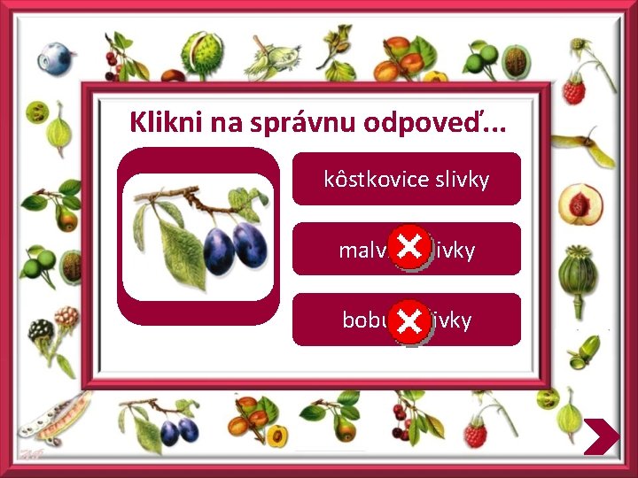 Klikni na správnu odpoveď. . . kôstkovice slivky malvice slivky bobule slivky 