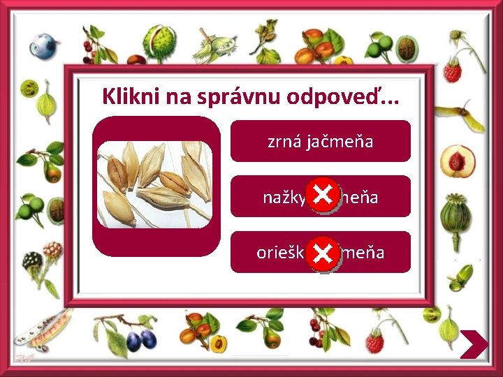 Klikni na správnu odpoveď. . . zrná jačmeňa nažky jačmeňa oriešky jačmeňa 