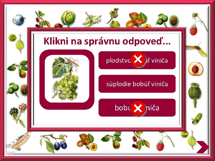 Klikni na správnu odpoveď. . . plodstvo bobúľ viniča súplodie bobúľ viniča bobule viniča